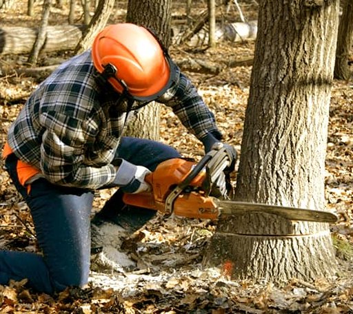 Tree Removal in Sundown, TX